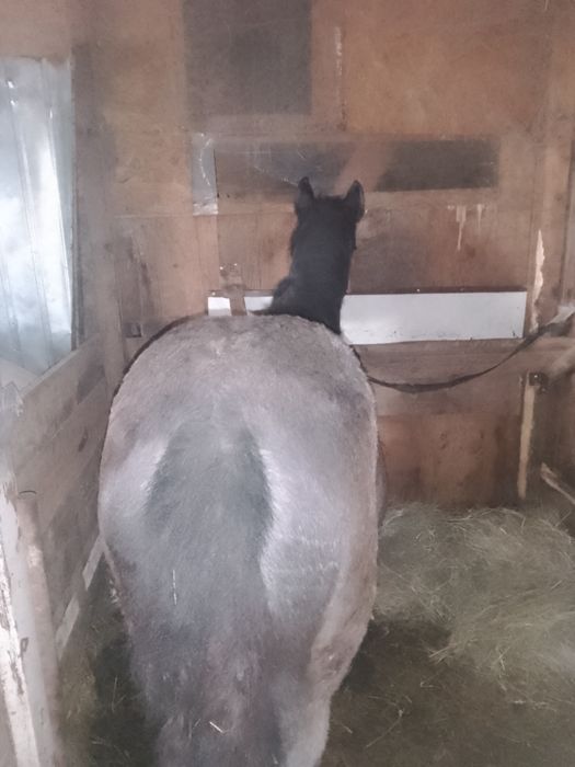 Vând sau schimb , mânză vârstă 7 luni