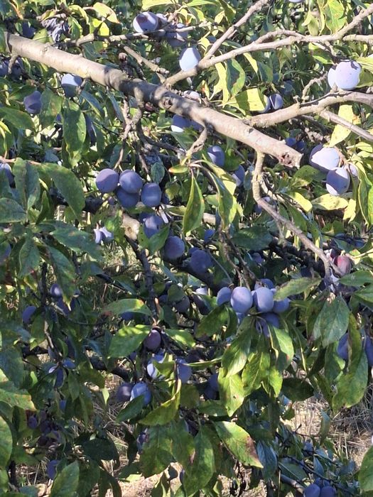 Prune pentru țuică Anna Späth