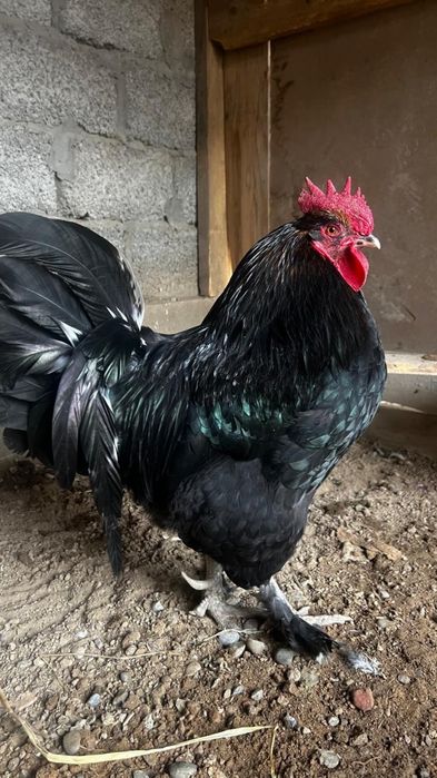 Ата қораз үш жылдық