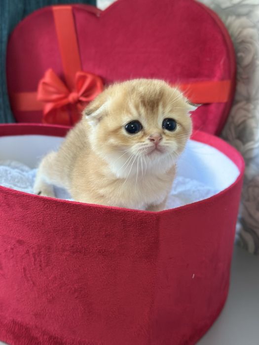 Продаются котята. Золотистые шиншиллы