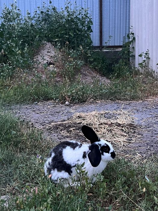 крольчата 3месеца