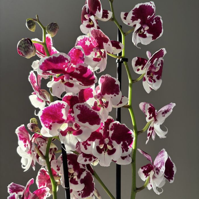 Орхидея, орхидеи! Высокие! На подарок!