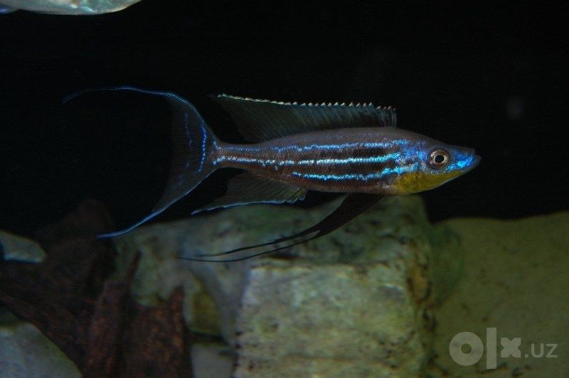Benthochromis hori kigoma f0