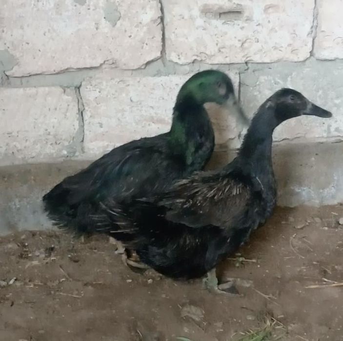 Американски парода каюга үйрек