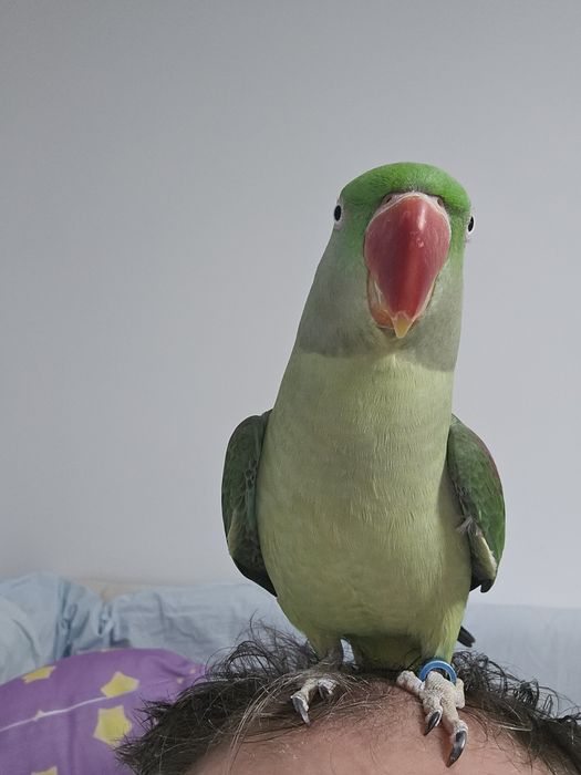 Vind papagal Marele Alexander +voliera cu accesorii