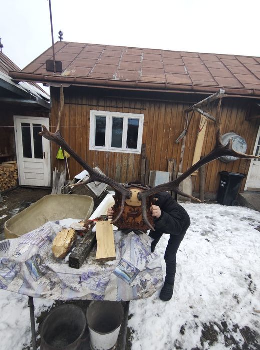 Vând coarne de cerb carpatin și cocos de munte