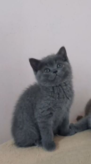 Продаётся котенок девочка, породы скоттиш страйт.