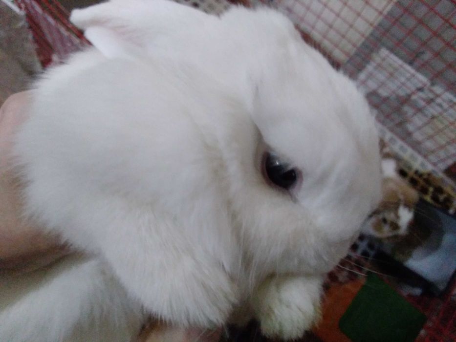 домашний кролик, порода!