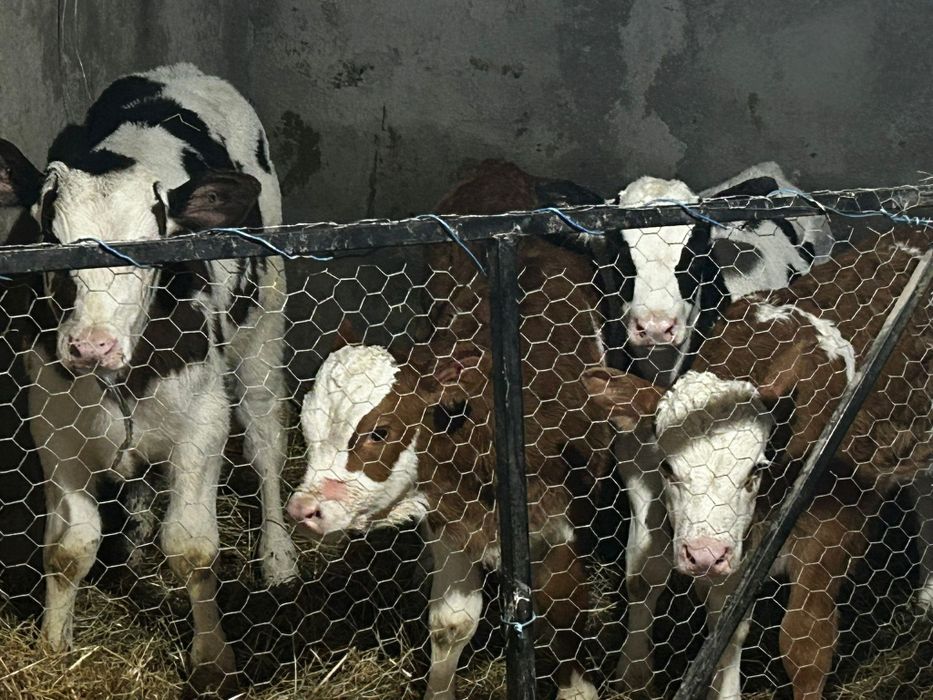 Vand 4 vitei  baltati