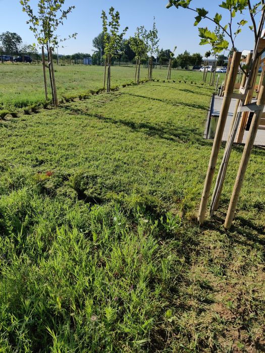 Професионално косене на трева и почистване на дворове