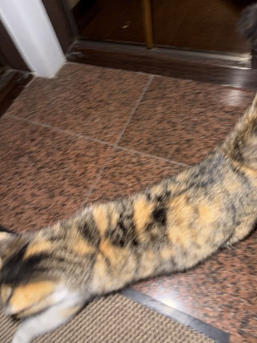 Отдам кошку бесплатно