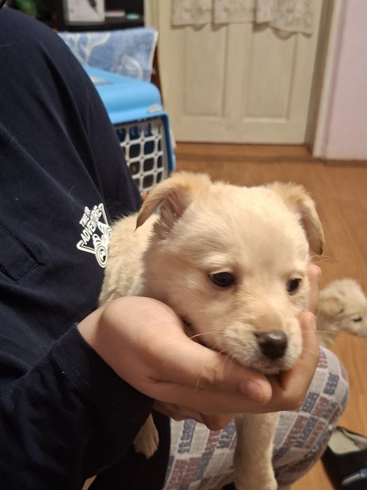 Donez căței de talie micâ