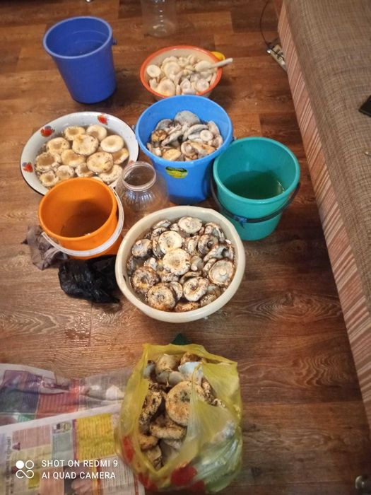 Грибы солено- вареные!