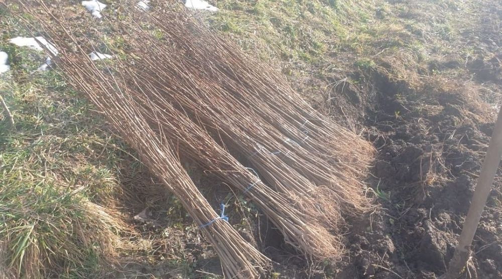 comercializăm puieți de salcâm pentru împădurirea terenurilor degradat