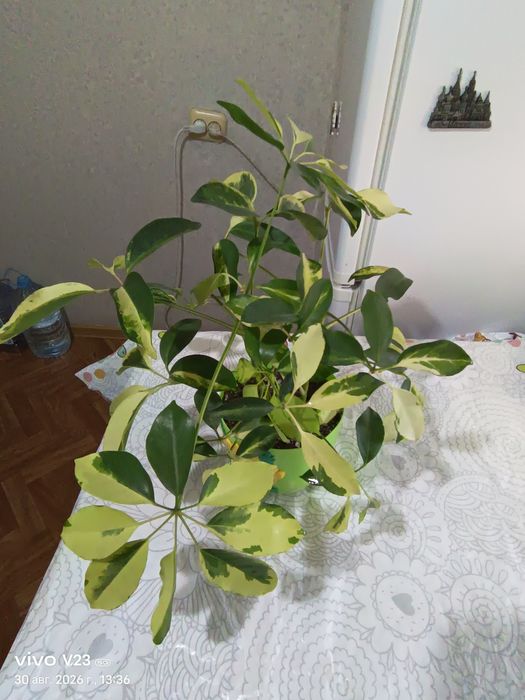 Шеффлера Вариегатная