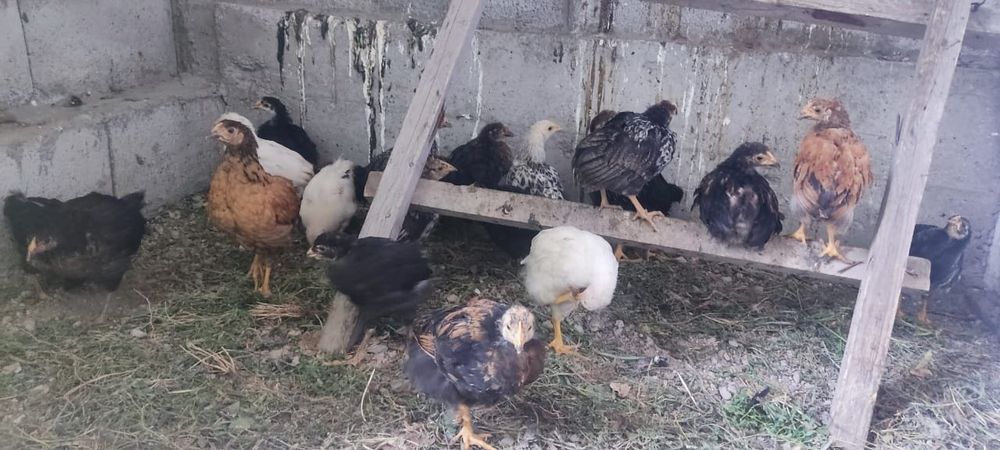 петушки подросшие шустрые продам