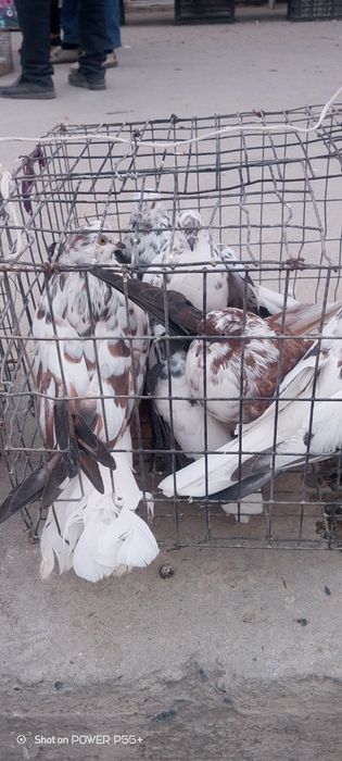 Продаю Николаевских голубей