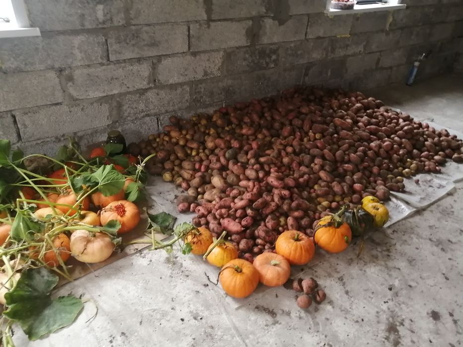 Продам тыкву дачная