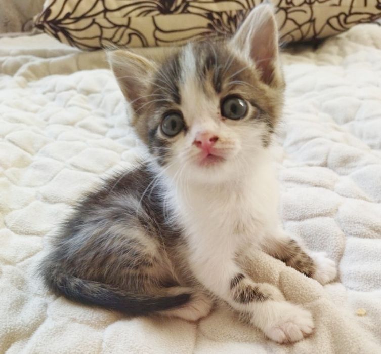 КоТикИ и КоШечКи ждуТ любящих хозяев :