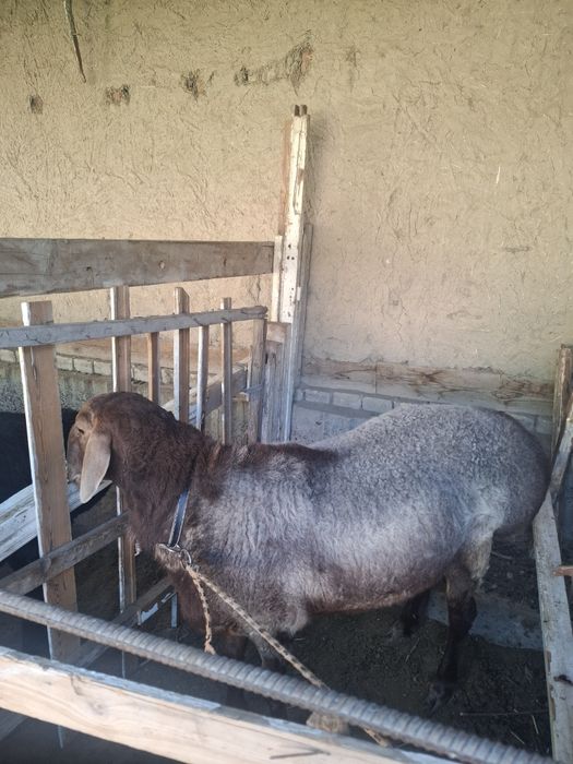 Uyda boqilgan qurbonlikka