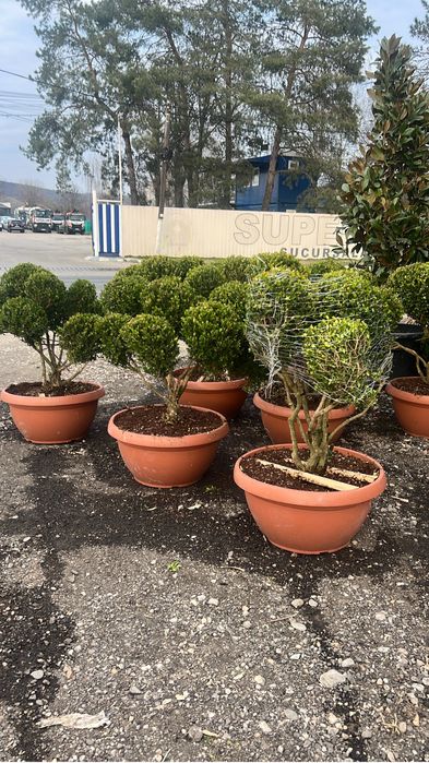Plante ornamentale de orice specie si dimensiune livram oriunde in tar