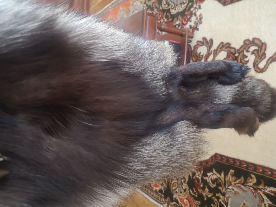 Blana vulpe polara neagra deosebita