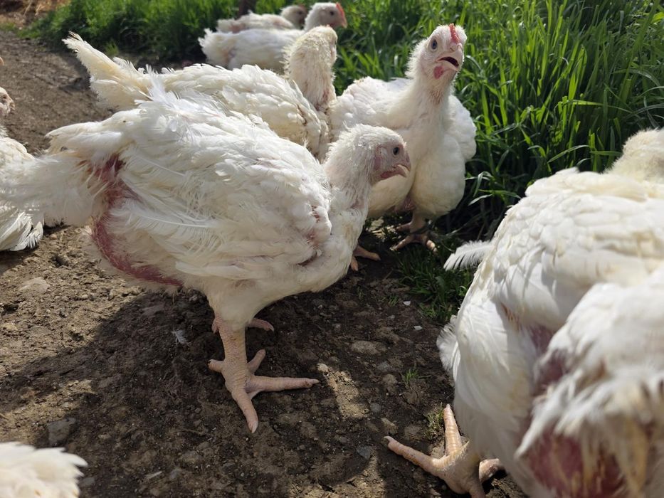 Pui alb de carne și rasa mixta