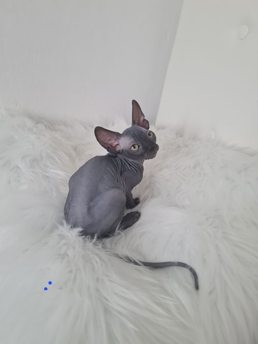 Pisicuta sphynx mascul  blue