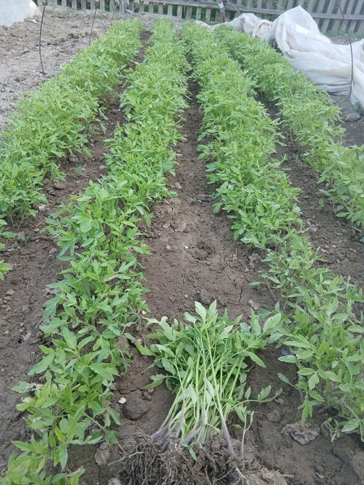 Рассада помидоры баклажаны