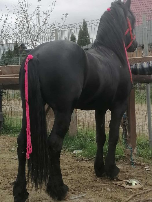 Friz de   vanzare 3 pe 4 ani