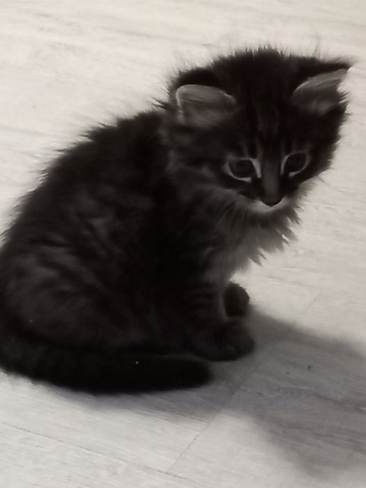 Котята мальчики в добрые руки