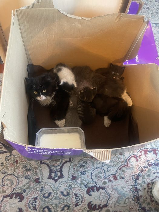 Отдам в добрые руки котят