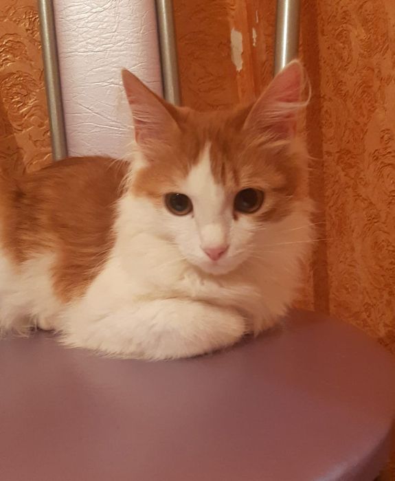 Отдам котенка в хорошие руки