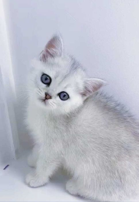 Кошечки  и котики Бриташки очаровашки..