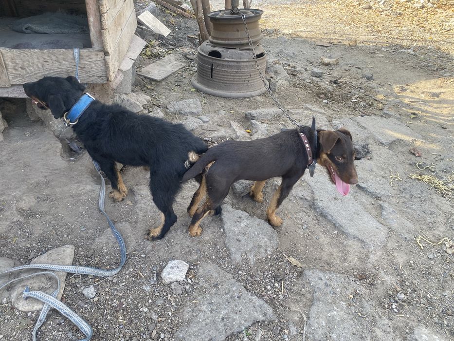 Ягдтерьер щенята