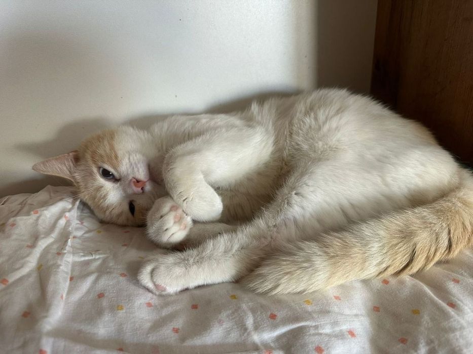 Котик в добрые руки