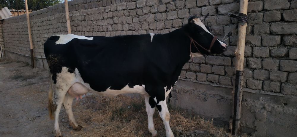 Qora mollar galeshten frist