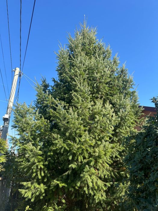 Brad de Crăciun OCAZIE!