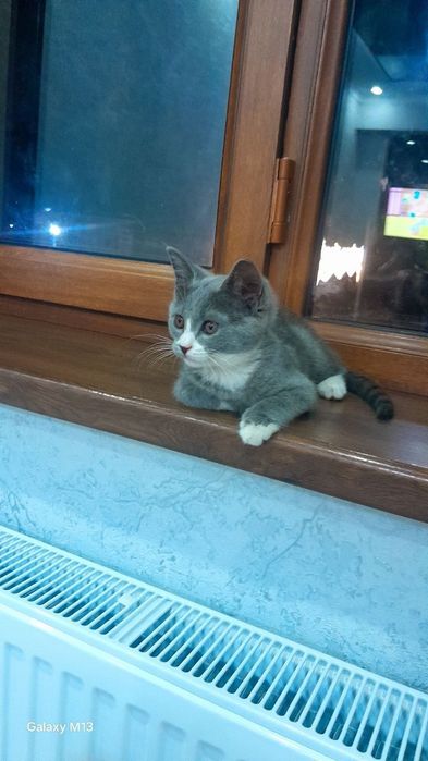 Кошка девочка красавитца