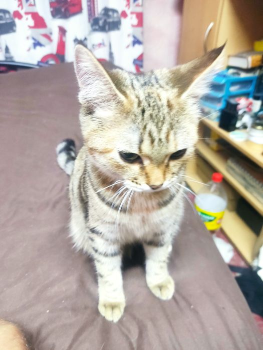 Отдам котят в добрые руки