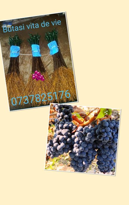 Butasi vita de vie