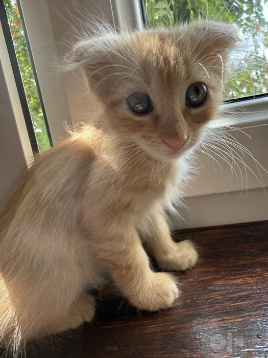 Вислоухие котята