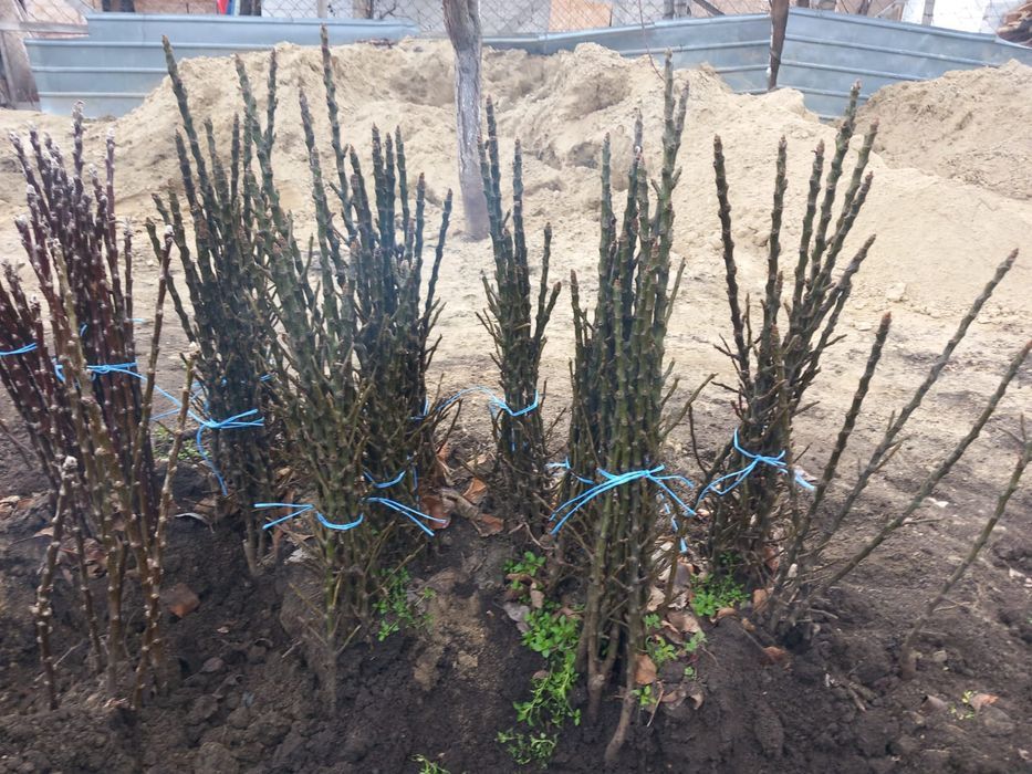 Vând pomi columnari