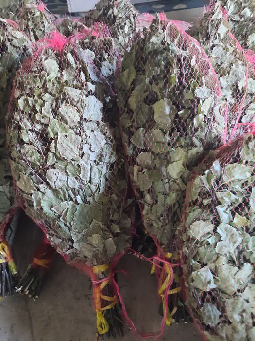 Березовые банные веники