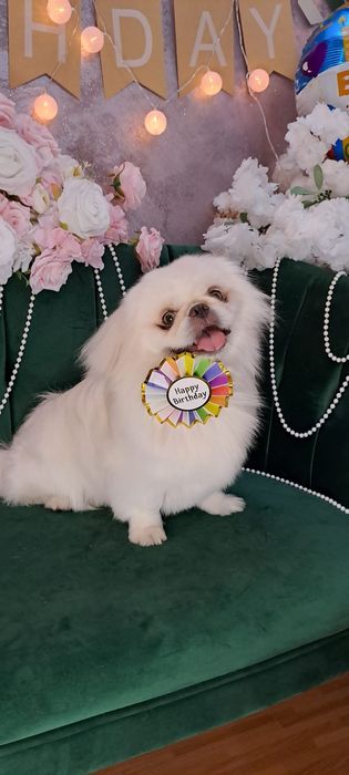 Salon frizerie canina DogMery Pet