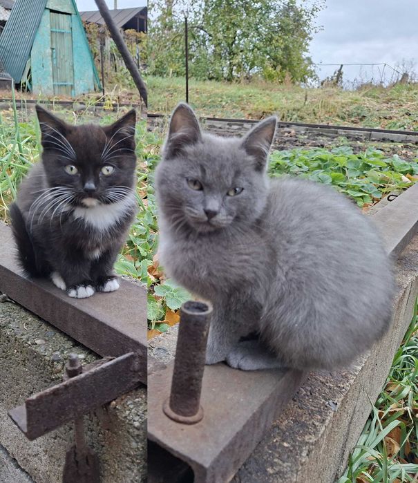 СРОЧНО котята в хорошие руки!!!