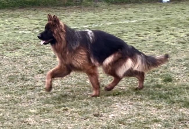 Mascul par lung cu pedigree top