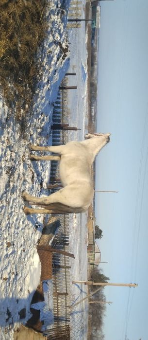 Продам лошадь. Кобыла восьмилетка