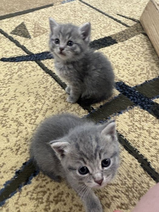 Милые котята ищут новый дом