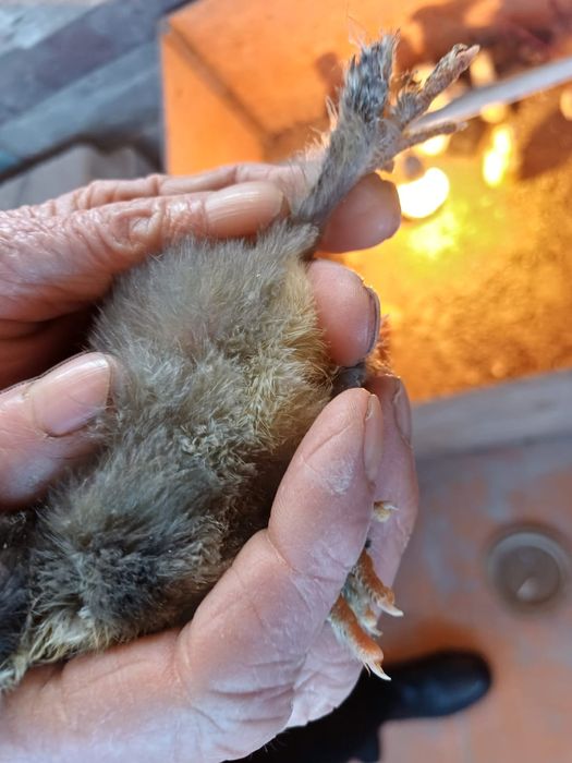 Цыплята 3 недельные